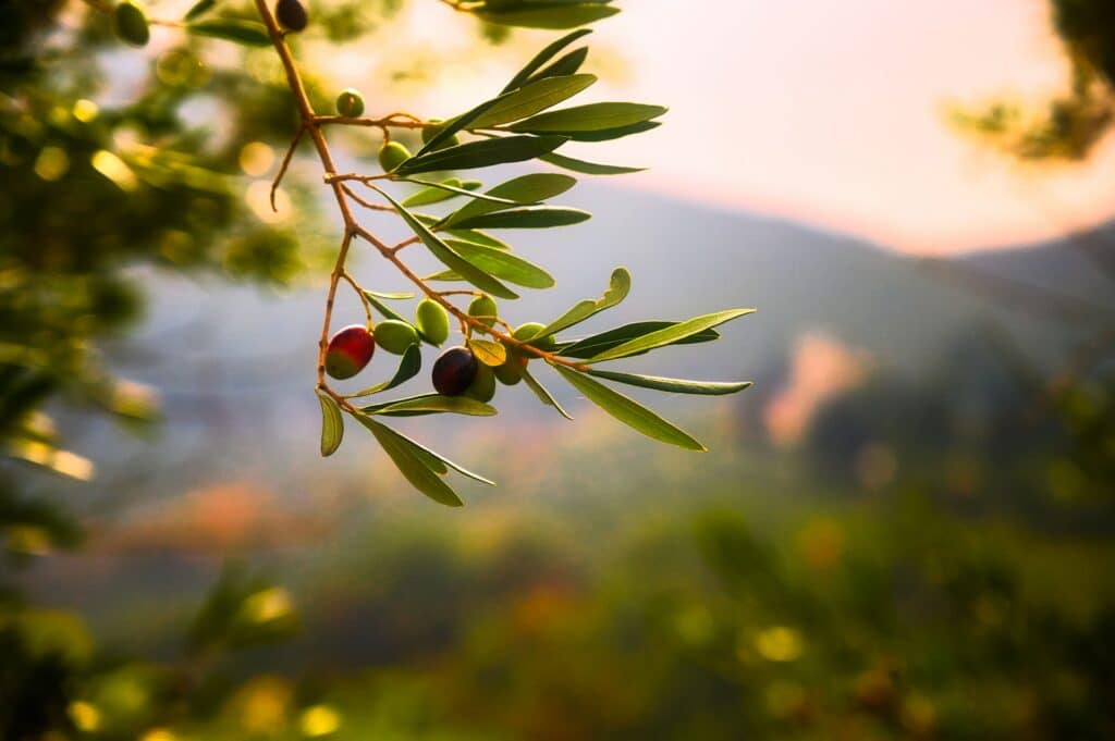 Quelle est la valeur nutritionnelle de l’huile d’olive ?